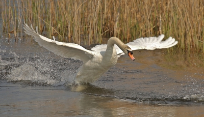Mute Swan Taking Flight